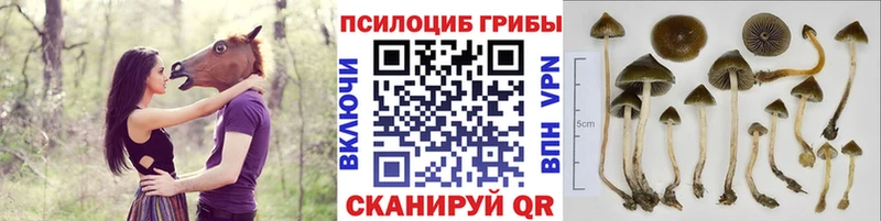 МЕГА   магазин    Ногинск  Галлюциногенные грибы ЛСД 